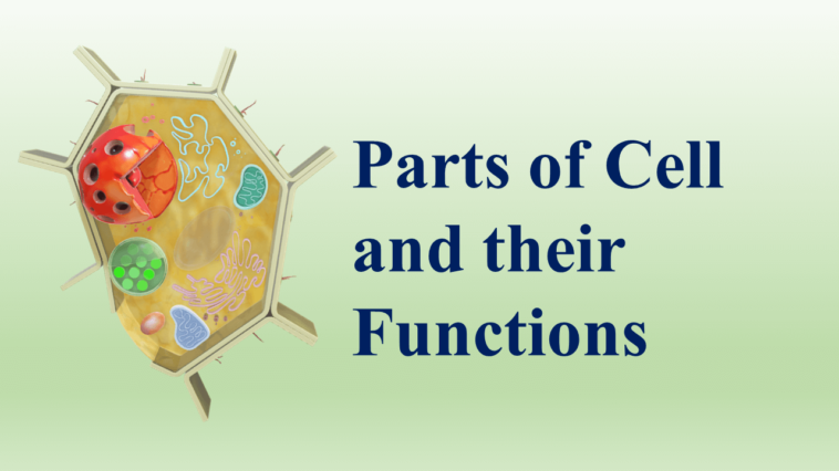 Parts of Cell and their Functions